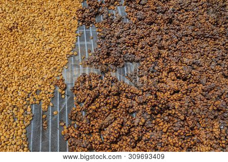 Luwak Coffee, Unclean Coffee Beans,  Kopi Luwak Is Coffee That Includes Part-digested Coffee Cherrie