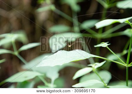 Harvestman Spiders On A Bush Branch Leaf