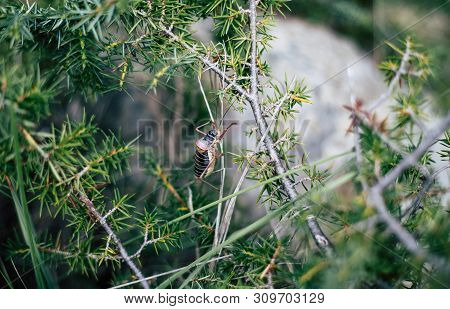 Big Dark Grasshopper On Bush Branch With Blurred Background