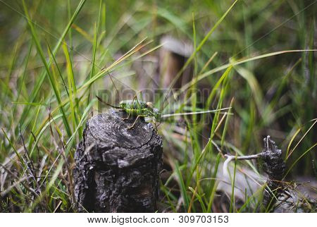 Big Green Grasshopper On Bush Branch Blurred Background