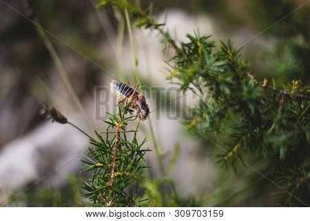 Big Dark Grasshopper On Bush Branch Blurred Background