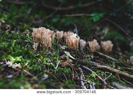 Closeup Of Group Of White Coral Mushrooms On The Shade In The Forest