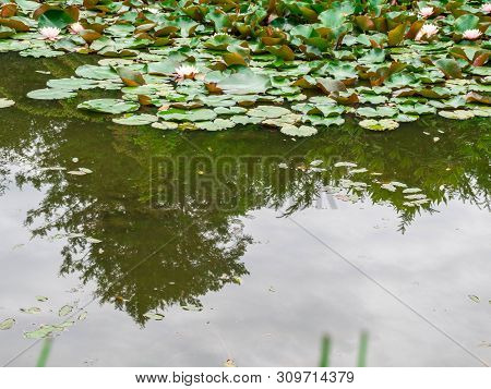 Water Lilly Background. Water Lilly With Green Leaves In Pond. Link Blossom.summer Background.