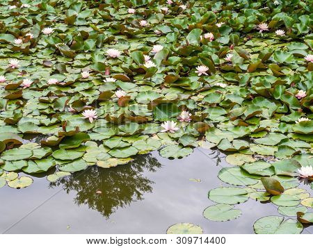 Water Lilly Background. Water Lilly With Green Leaves In Pond. Link Blossom.summer Background.