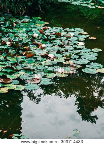 Pond Landscape With Reflecting Water And Water Lillys