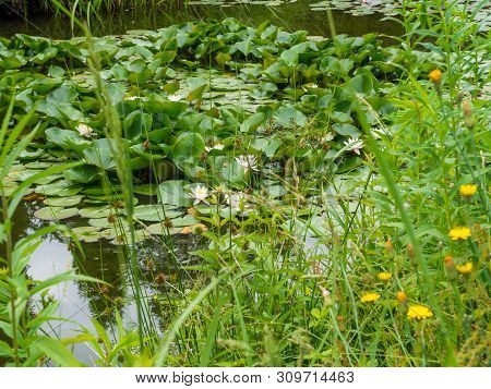 Pond Landscape With Reflecting Water And Water Lillys