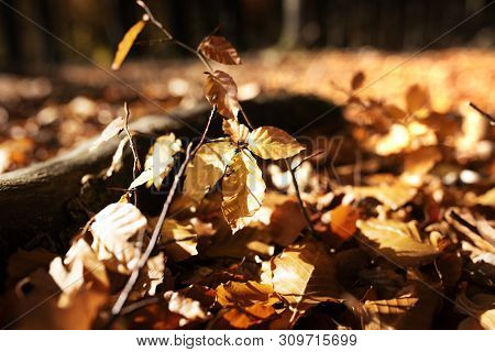 Autumn Leaves On Forest Ground With Sunlight And Short Depth Of Field For A Background
