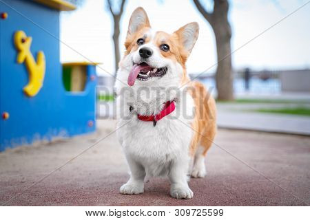 Happy And Active Purebred Welsh Corgi Dog Outdoors In The Park On A Sunny Summer Day.