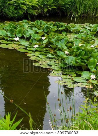 Water Lillies , Water Lily , Lotus In Pond