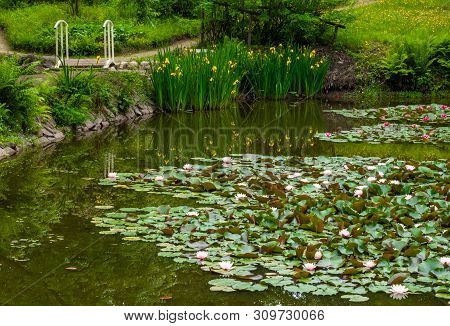 Water Lillies , Water Lily , Lotus In Pond