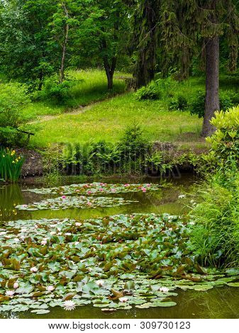 Water Lillies , Water Lily , Lotus In Pond
