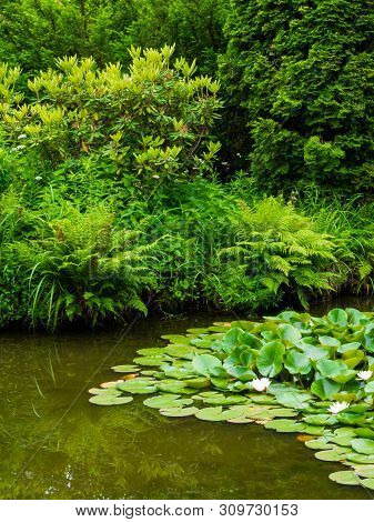 Water Lillies , Water Lily , Lotus In Pond