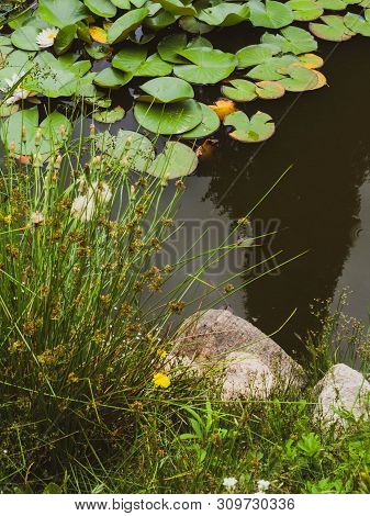 Beauty Water Lilly Flower With Green Leaves In Old Pond. Link Blossom.summer Background.