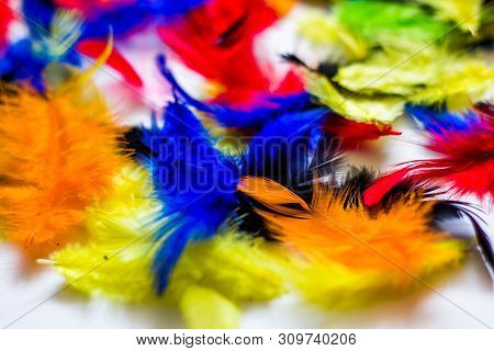 Multi Colored And Colorful Feather Background.background From Feathers Of  Birds. Bright Colored Fea