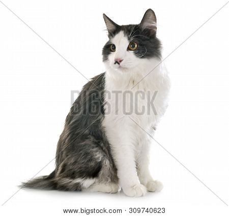 Kurilian Bobtail In Front Of White Background