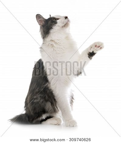Kurilian Bobtail In Front Of White Background
