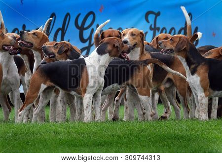 Foxhounds On Show To Public At Large Agricultural Show.