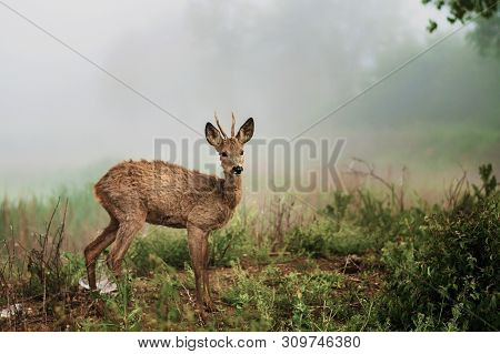 A Young Roebuck On The Shore Of A Pond At A Foggy Morning.
