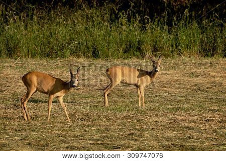 A Pair Of Roe Deer On Pasture