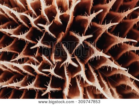 Abstract Image, Macro Shot Of Brown Thistle