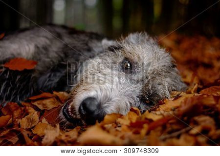 Irish Wolfhound. A Big Gray Dog ​​lying In A Falling Foliage.