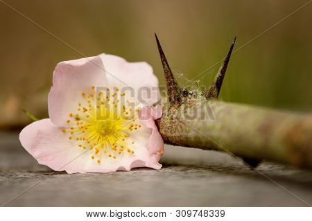 Flower Rosehip With Two Spikes On A Marble Board With Blurred Green Background