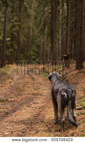 Irish Wolfhound. Giant Gray Dog ​​on A Forest Path.
