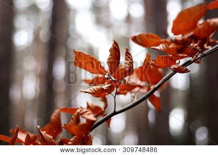 Branch With Orange Autumn Leaves With Bokeh In The Background