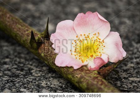Flower Rosehip With Three Spikes On A Marble Board