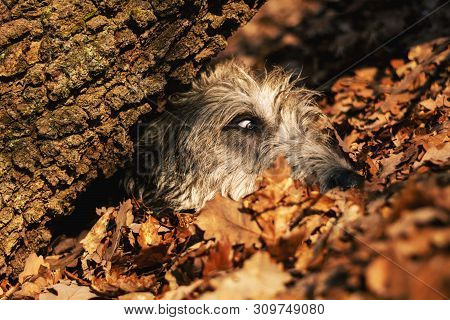 Irish Wolfhound. A Big Gray Dog ​​playing Hide And Seek In An Autumn Forest.