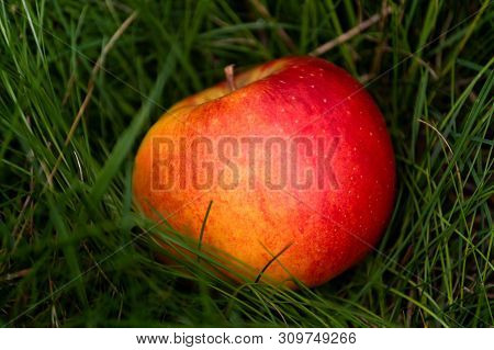 Red Orange Apple Lying In Tall Grass.