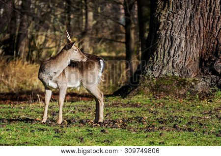 Young Fallow-deer Standing In The Park Under The Tree Looks Over His Shoulder.