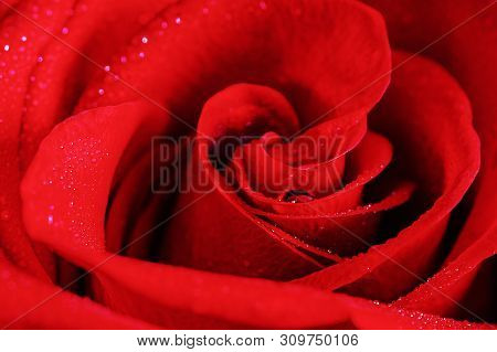 Heart Of Red Rose With Dew Drops. Close-up.