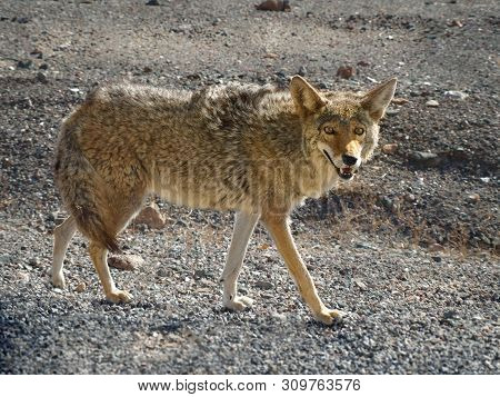 Lone Coyote (canis Latrans) Hunting In The Death Valley  National Park, Usa.