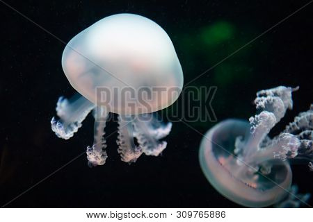 jellyfish rhizostoma pulmo underwater, close-up view