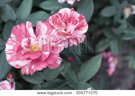 Striped Pink And White Rose Ferdinand Pichard On The Background Of Green Foliage With Copy Space. Se