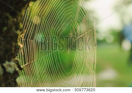 Multi-colored Argiope Spider is knitting fiber to trap insects in nature.