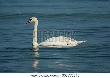 Beautiful White Dignified Swans Resting On The Blue Calm Water Of The Baltic Sea