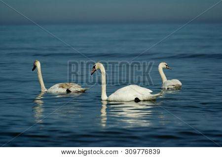 Beautiful White Dignified Swans Resting On The Blue Calm Water Of The Baltic Sea