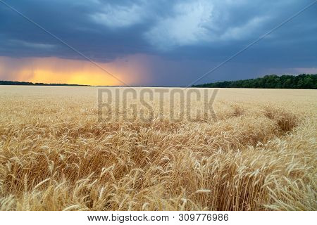 Storm Cyclones And Mesocyclones Over The Fields With A Crop Of Wheat. Rainy Dark Clouds In The Sunse