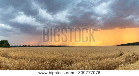 Dark Thunderclouds Over A Wheat Field At Sunset. The Beginning Of A Hurricane In The State Of Texas.