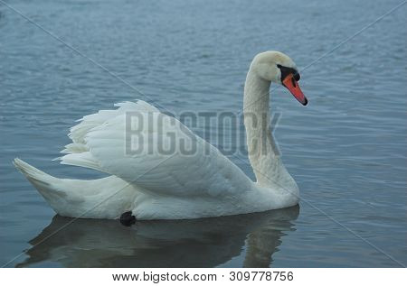 Beautiful White Dignified Swans Resting On The Blue Calm Water Of The Baltic Sea