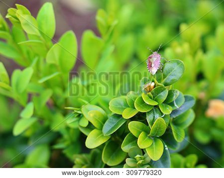 Bedbug On A Green Leaf