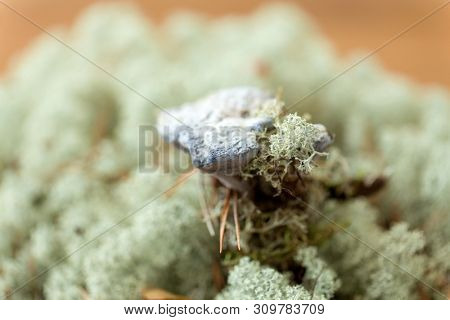 nature, inedible mushrooms and environment concept - hydnellum fungus on reindeer lichen moss