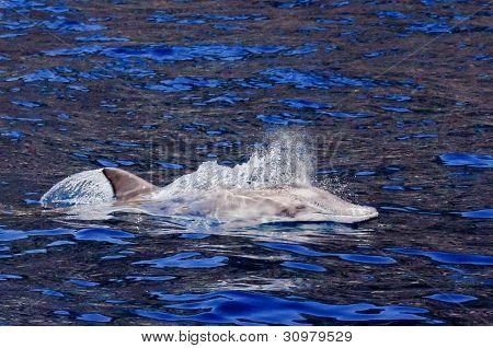 Delfino dentata grezza