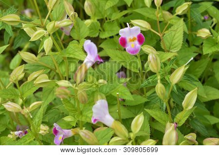 Pink Wishbone (torenia Fournieri) Flowers On The Garden