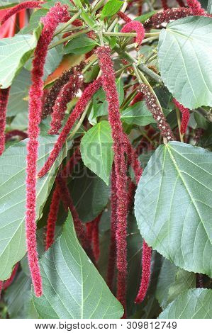 Amaranthus Caudatus Flowers, Known As Love Lies Bleeding.