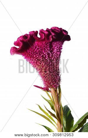 Celosia Or Crested Chicken Flower Isolated On The White Background
