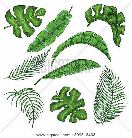 Tropical Palm Leaves Set, Jungle Banana Leaf