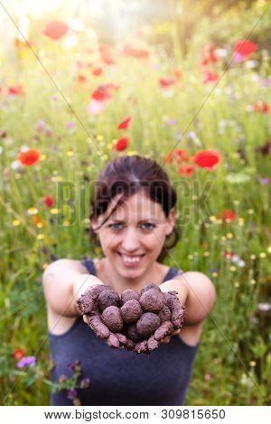Woman Is Holding Fresh Produced Seed Balls Or Seed Bombs In Front Of A Colorful Flower Field
